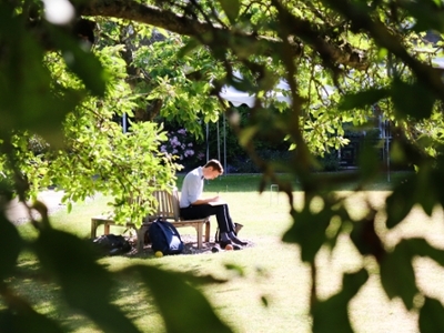 Student studying outside with trees